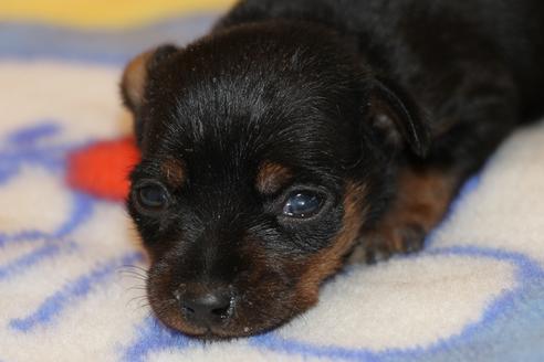 成約済の愛知県のミニチュアピンシャー(ミニピン)-59828の30枚目