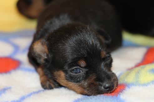 成約済の愛知県のミニチュアピンシャー(ミニピン)-59828の29枚目