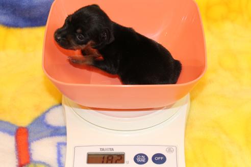 成約済の愛知県のミニチュアピンシャー(ミニピン)-59828の28枚目