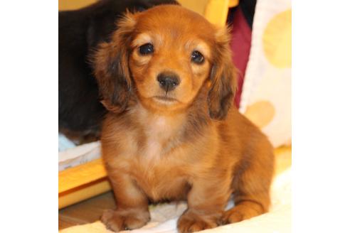 成約済の愛知県のカニンヘンダックスフンド(ロングヘアード)-58269の6枚目