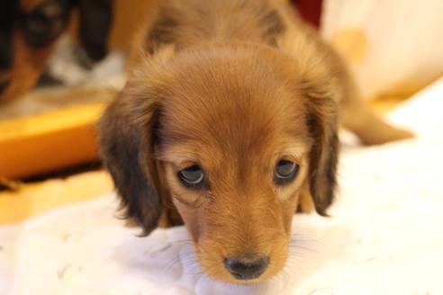 成約済の愛知県のカニンヘンダックスフンド(ロングヘアード)-58269の5枚目