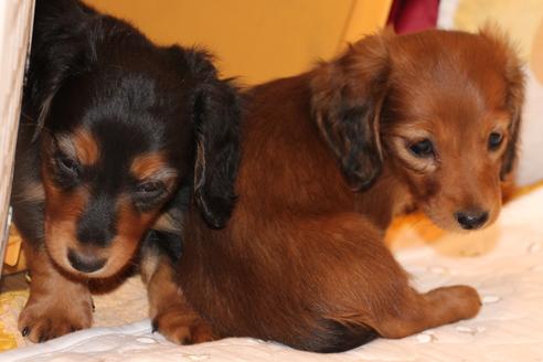 成約済の愛知県のカニンヘンダックスフンド(ロングヘアード)-58269の4枚目