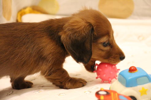 成約済の愛知県のカニンヘンダックスフンド(ロングヘアード)-58269の3枚目