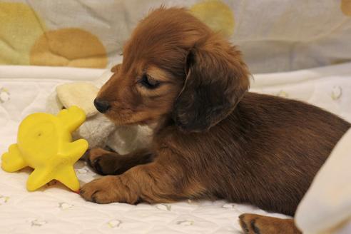 成約済の愛知県のカニンヘンダックスフンド(ロングヘアード)-58269の2枚目