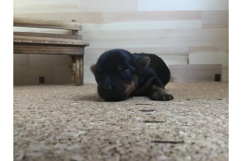 成約済の静岡県のヨークシャーテリア-60486の2枚目