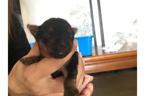 成約済の静岡県のヨークシャーテリア-60486の1枚目