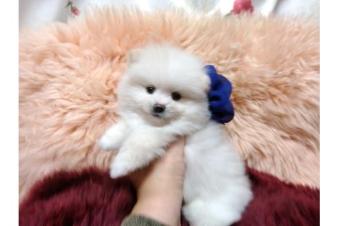 成約済の愛知県のポメラニアン-60493の1枚目