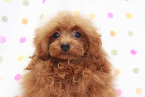 成約済の福岡県のトイプードル-50807の1枚目