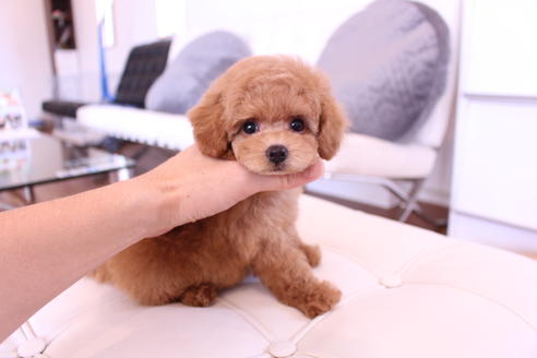 成約済の茨城県のトイプードル-60506の5枚目