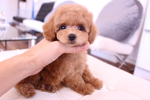 成約済の茨城県のトイプードル-60506の1枚目