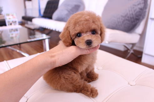 成約済の茨城県のトイプードル-60506の4枚目