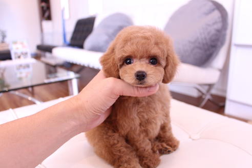 成約済の茨城県のトイプードル-60506の2枚目