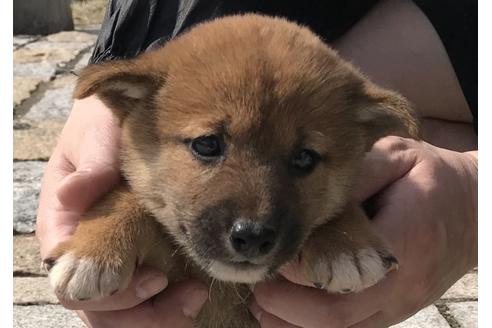 成約済の長崎県の柴犬-57473の1枚目