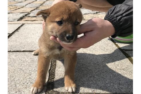 成約済の長崎県の柴犬-57473の9枚目
