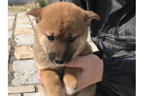 成約済の長崎県の柴犬-57473の8枚目