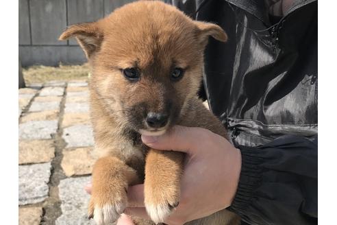 成約済の長崎県の柴犬-57473の7枚目