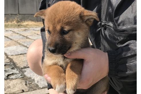 成約済の長崎県の柴犬-57473の6枚目