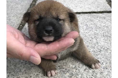 成約済の長崎県の柴犬-57473の4枚目