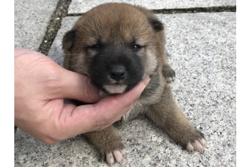 成約済の長崎県の柴犬-57473の3枚目