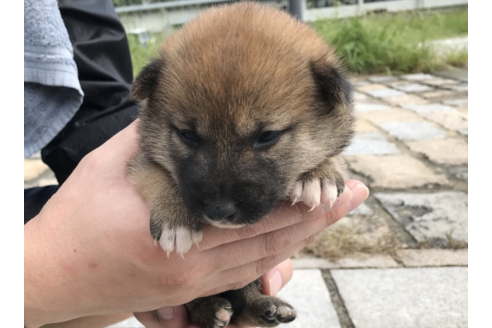 成約済の長崎県の柴犬-57473の2枚目