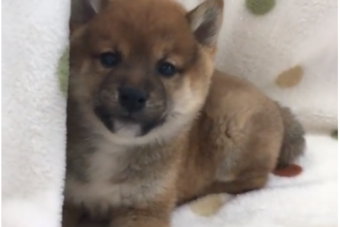 成約済の岐阜県の柴犬-60508