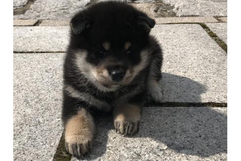成約済の長崎県の柴犬-58891の10枚目