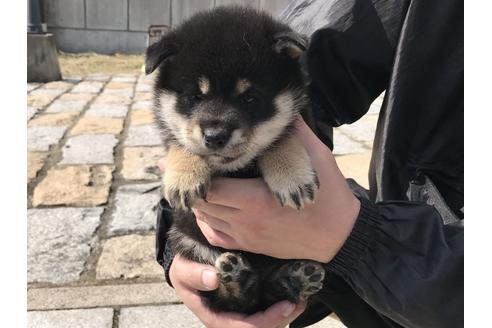 成約済の長崎県の柴犬-58891の9枚目