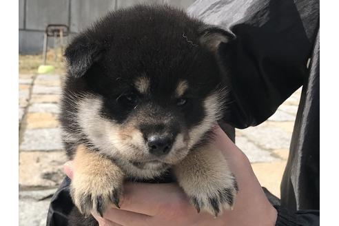 成約済の長崎県の柴犬-58891の8枚目