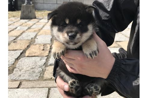 成約済の長崎県の柴犬-58891の7枚目