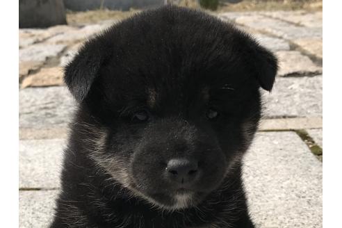 成約済の長崎県の柴犬-58892