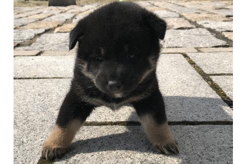 成約済の長崎県の柴犬-58892の9枚目