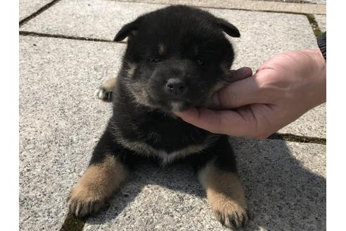 成約済の長崎県の柴犬-58892の8枚目