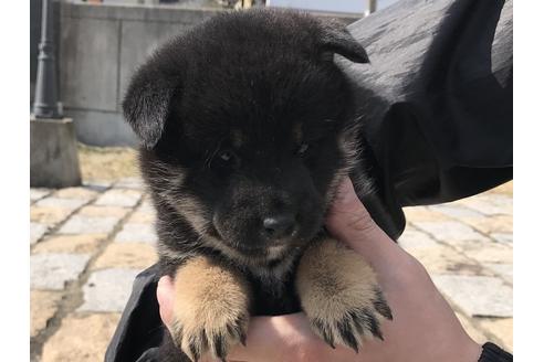成約済の長崎県の柴犬-58892の7枚目
