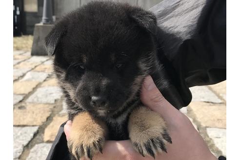 成約済の長崎県の柴犬-58892の6枚目