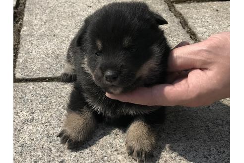 成約済の長崎県の柴犬-59096の2枚目