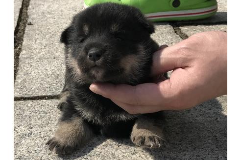 成約済の長崎県の柴犬-59096の1枚目
