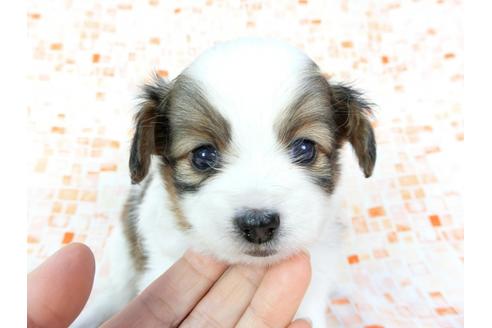 成約済の千葉県のパピヨン-60523の4枚目