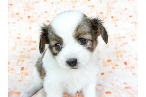 成約済の千葉県のパピヨン-60523の3枚目