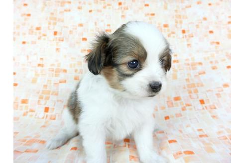 成約済の千葉県のパピヨン-60523の2枚目