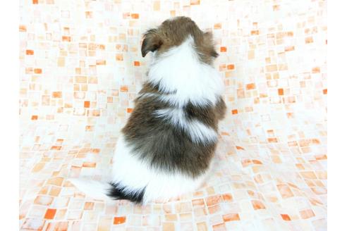 成約済の千葉県のパピヨン-60523の1枚目