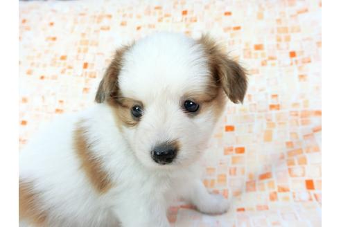 成約済の千葉県のパピヨン-60526の8枚目