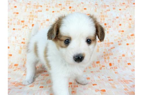 成約済の千葉県のパピヨン-60526の7枚目