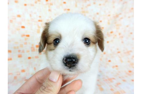 成約済の千葉県のパピヨン-60526の6枚目