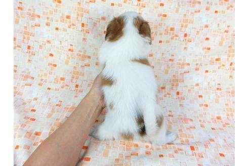 成約済の千葉県のパピヨン-60526の5枚目