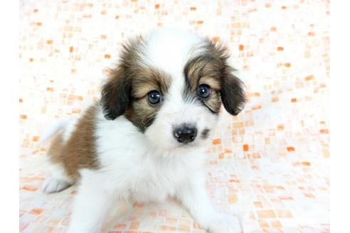 成約済の千葉県のパピヨン-60527の4枚目