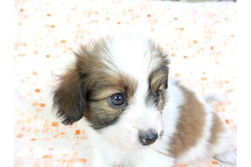 成約済の千葉県のパピヨン-60527の3枚目