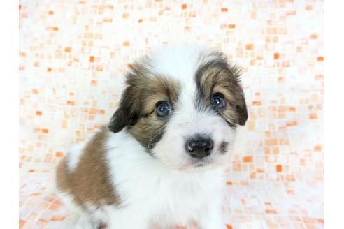 成約済の千葉県のパピヨン-60527の2枚目