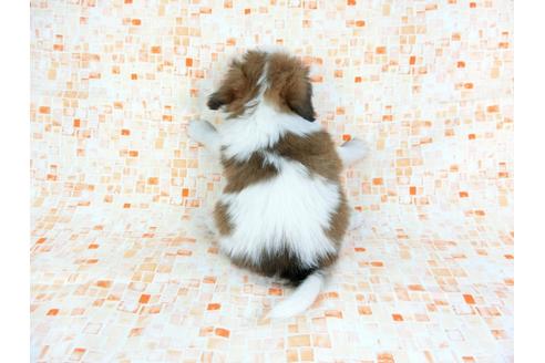 成約済の千葉県のパピヨン-60527の1枚目