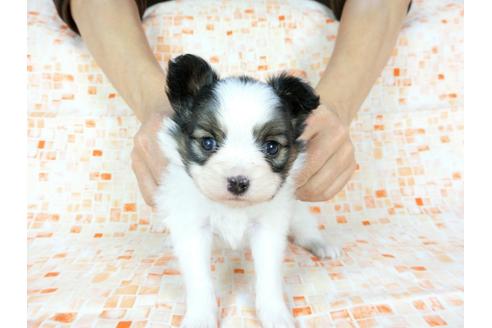 成約済の千葉県のパピヨン-60529の8枚目