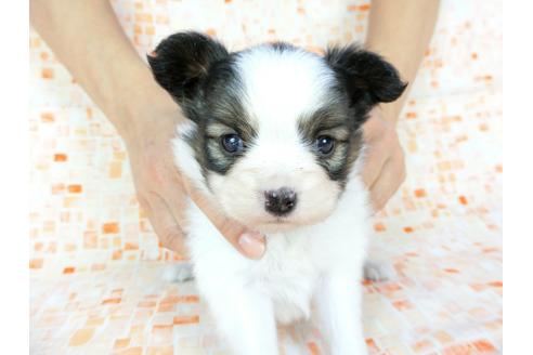 成約済の千葉県のパピヨン-60529の7枚目